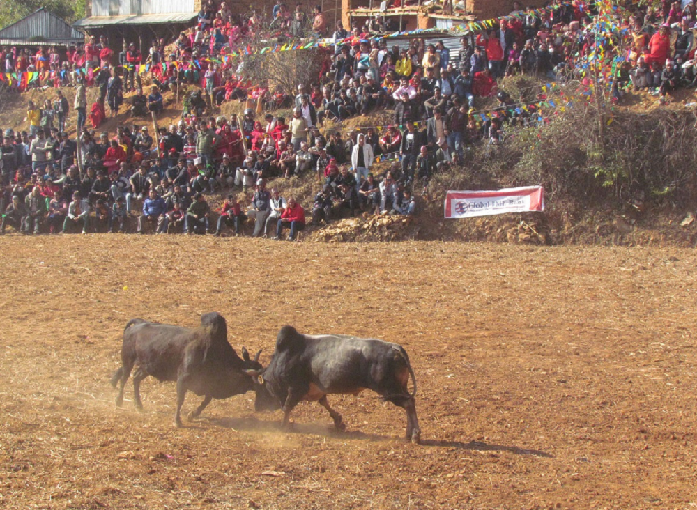 नुवाकोटको तारुकामा आज गोरु जुधाइ प्रतियोगिता